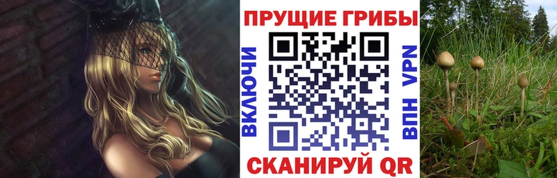 сколько стоит Пятигорск Псилоцибиновые грибы мицелий